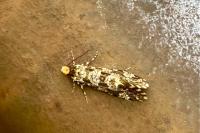 Triaxomera parasitella