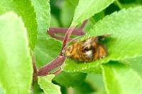 Olethreutes arcuella