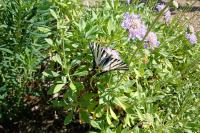 Iphiclides podalirius