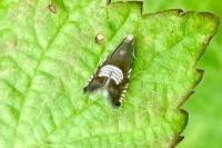 Grapholita compositella