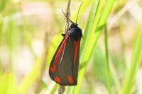 Tyria jacobaeae