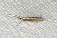 Plutella xylostella