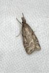 Eudonia pallida