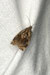 Archips crataegana