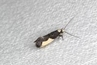 Monopis monachella