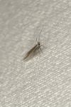 Coleophora