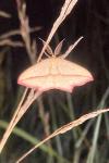 Timandra comae