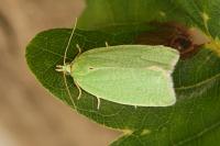 Tortrix viridana