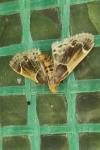 Pyralis farinalis
