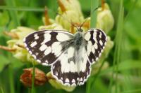 Melanargia galathea