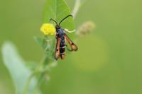 Pyropteron chrysidiforme