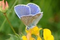 Polyommatus icarus