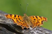 Polygonia c-album