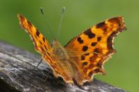 Polygonia c-album