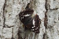 Apatura iris