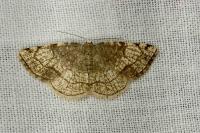 Stegania trimaculata