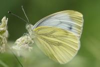 Pieris napi