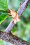 Clepsis consimilana