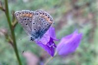 Aricia agestis
