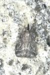 Eudonia pallida