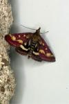 Pyrausta purpuralis