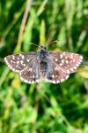 Pyrgus malvae