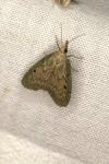 Aphomia sociella