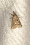 Eudonia pallida