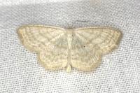 Scopula immutata