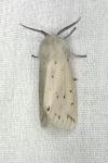 Spilosoma lubricipeda