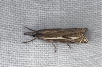 Crambus lathoniellus