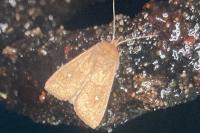 Mythimna albipuncta