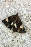 Tyta luctuosa