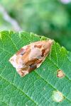 Archips xylosteana