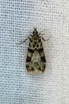 Eudonia delunella