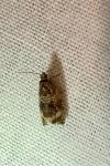 Celypha lacunana