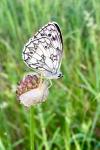 Melanargia galathea