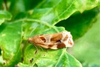 Archips xylosteana