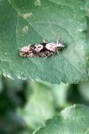 Zeiraphera isertana