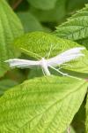 Pterophorus pentadactylus