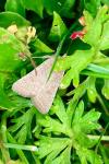 Orthosia cerasi