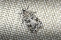 Scoparia pyralella