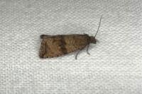 Celypha striana