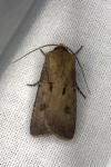 Agrotis exclamationis