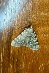 Aglossa pinguinalis