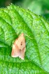 Clepsis consimilana