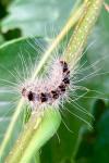 Thaumetopoea processionea