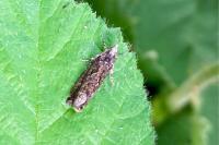 Celypha lacunana