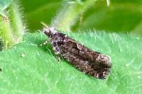 Celypha lacunana