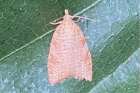 Aleimma loeflingiana
